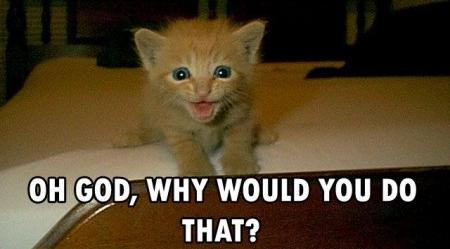 wow funny lol cat wow funny lol cat