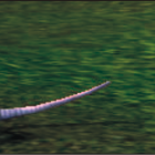Um novo perigo ronda Azeroth…