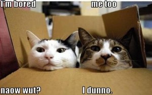 funny-pictures-box-cats-are-bored